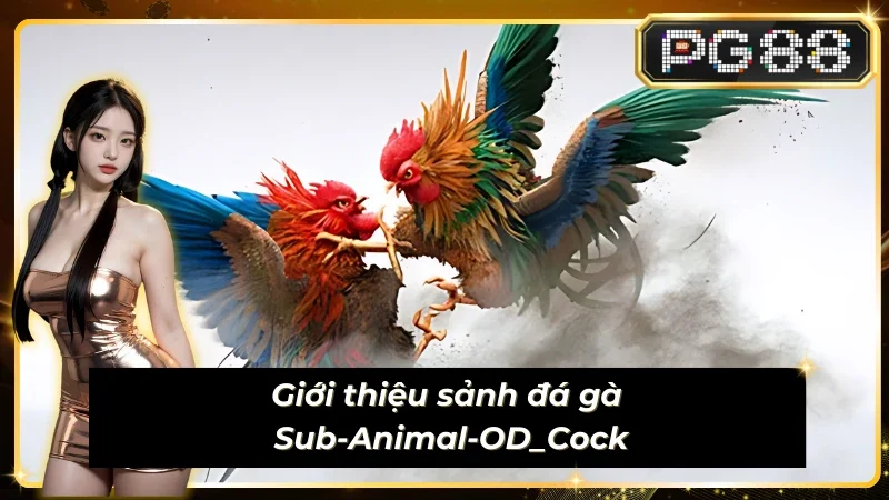 Thông tin đáng chú ý về sảnh Sub-Animal-OD_Cock