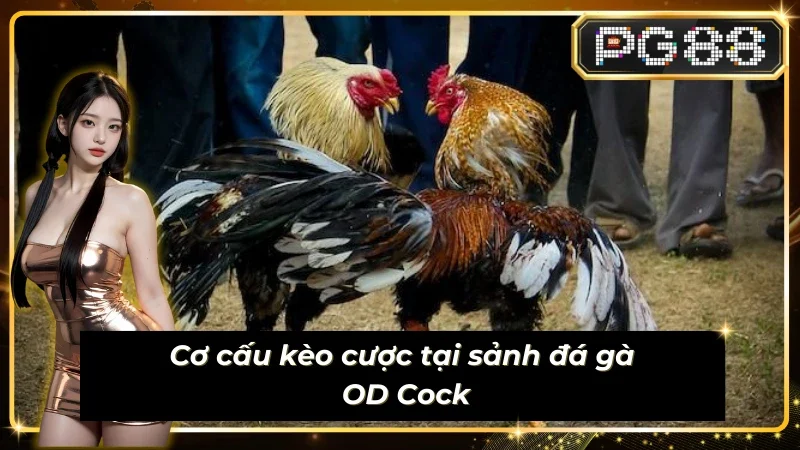 Phân loại kèo tại sảnh đá gà Sub-Animal-OD_Cock
